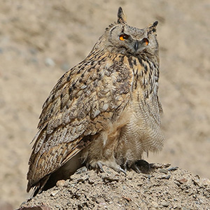 Eurasian Eagle-Owl